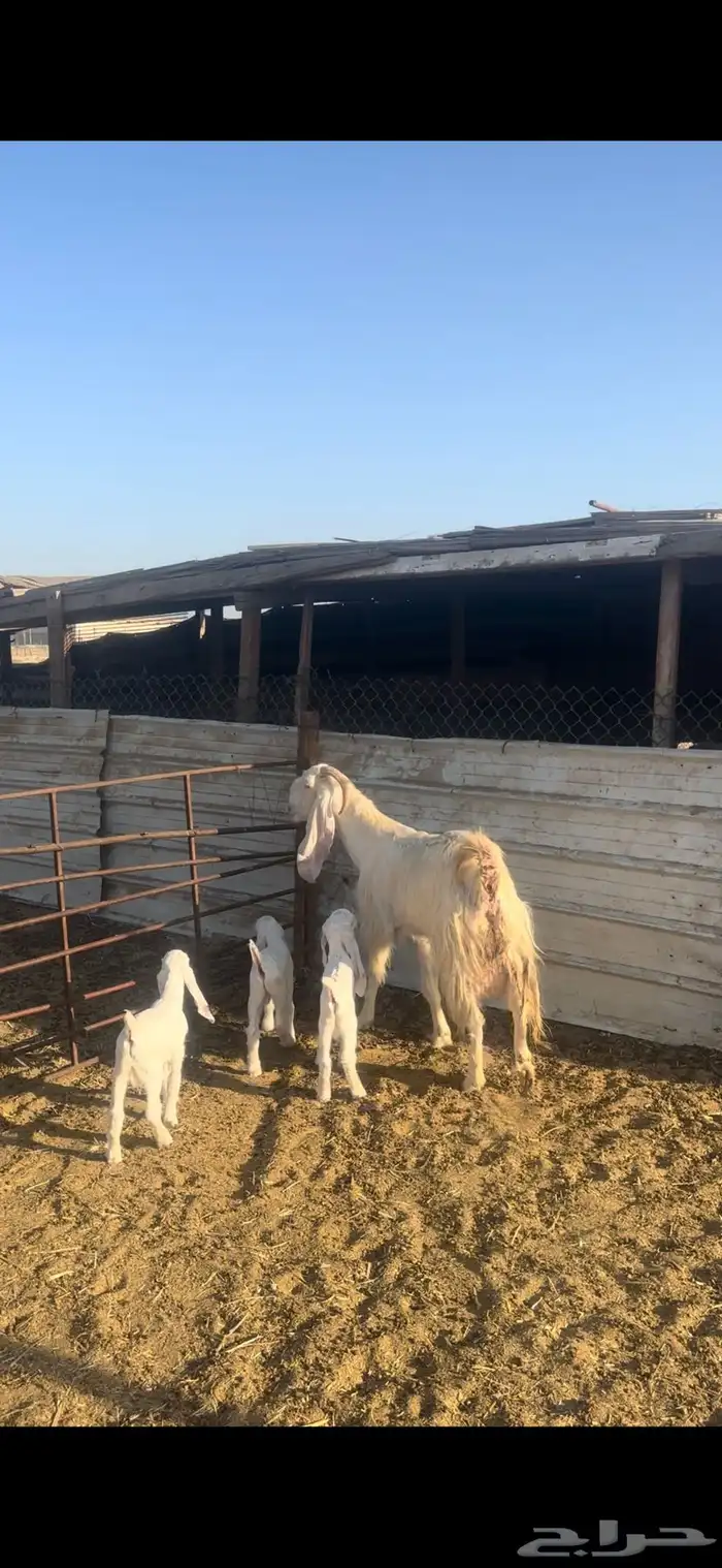 عنز مشروكه تحتها 3 تيوس 1