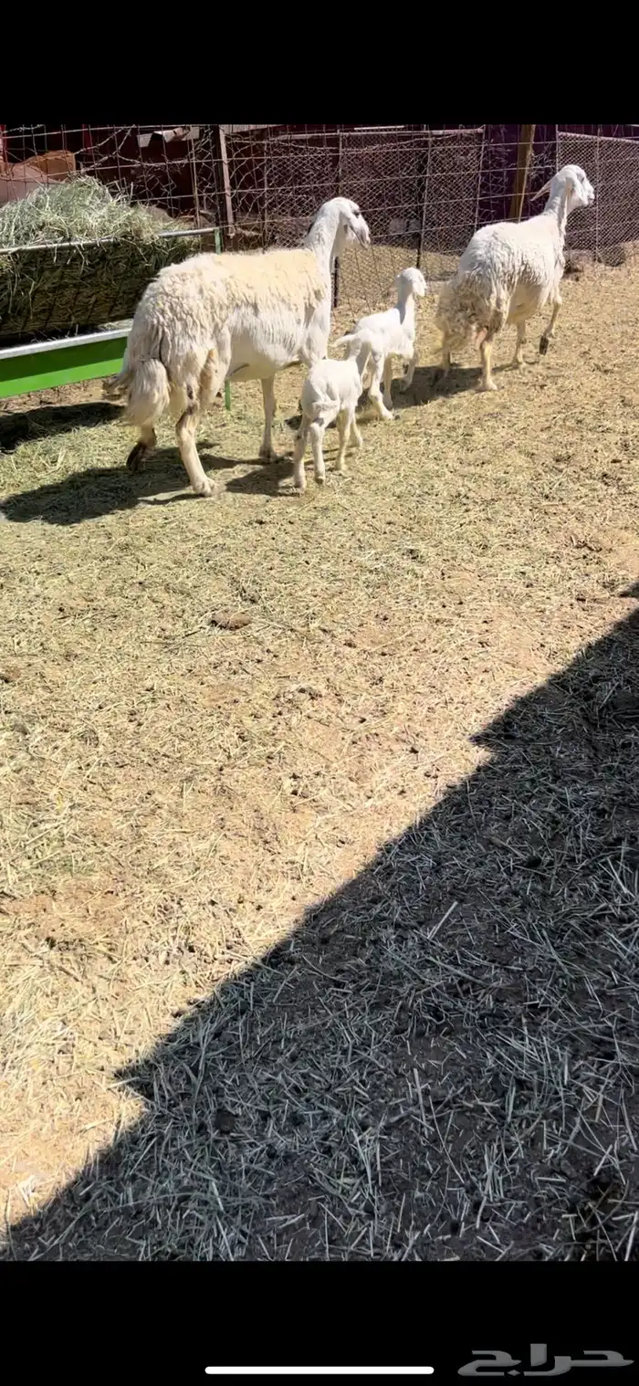 ضان متابيع جمع شبب وجروم طيبه وريم شرط(( تم البيع)) 1