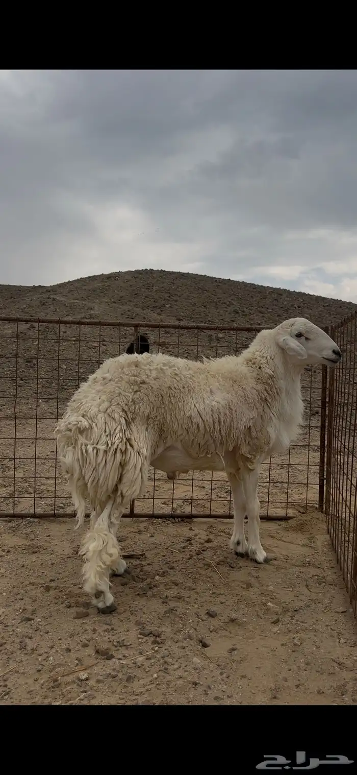 طلي حري فحل مشروط 1