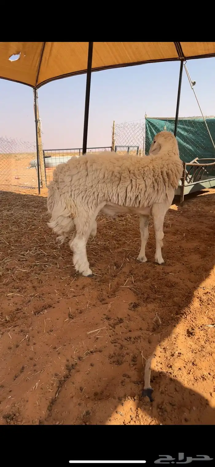 فحل حري كفو وصنف 2