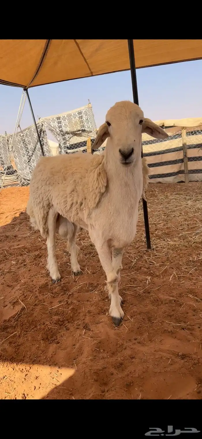 فحل حري كفو وصنف 1