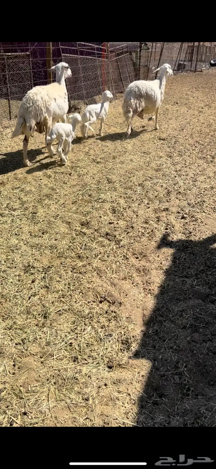 ضان متابيع جمع شبب وجروم طيبه وريم شرط(( تم البيع)) 2