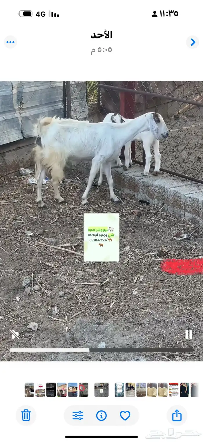 معزا عددها 4 معها خمسه 0