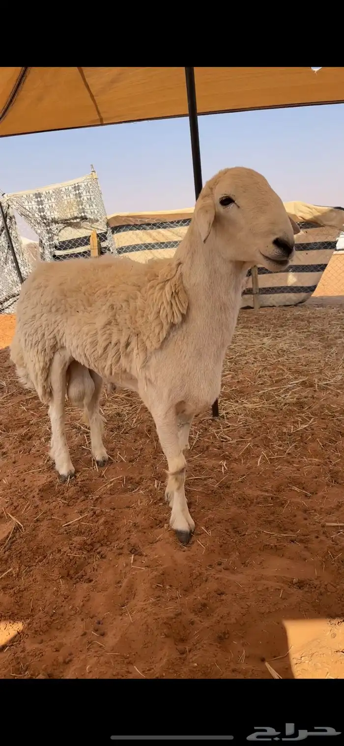 فحل حري كفو وصنف 0