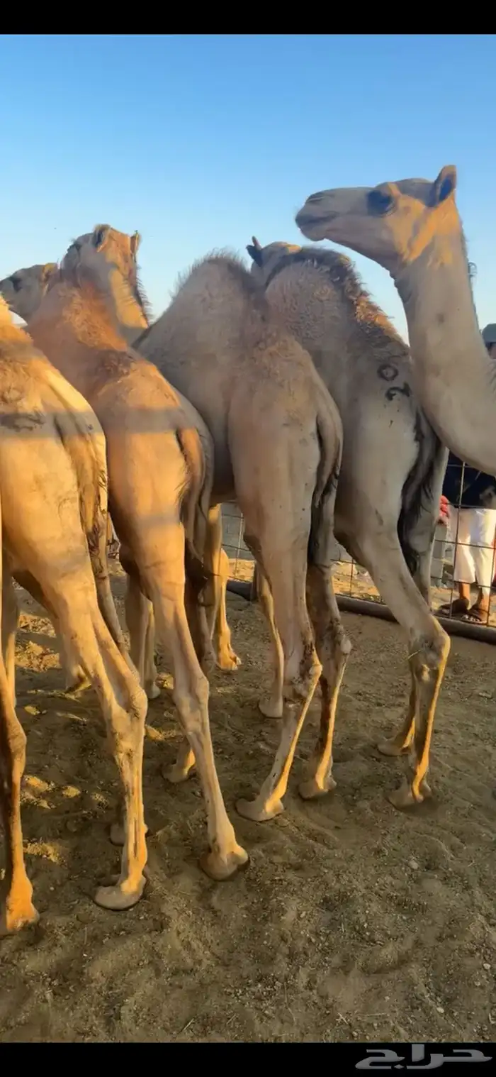 قعدان مفاريد مغلقه 4