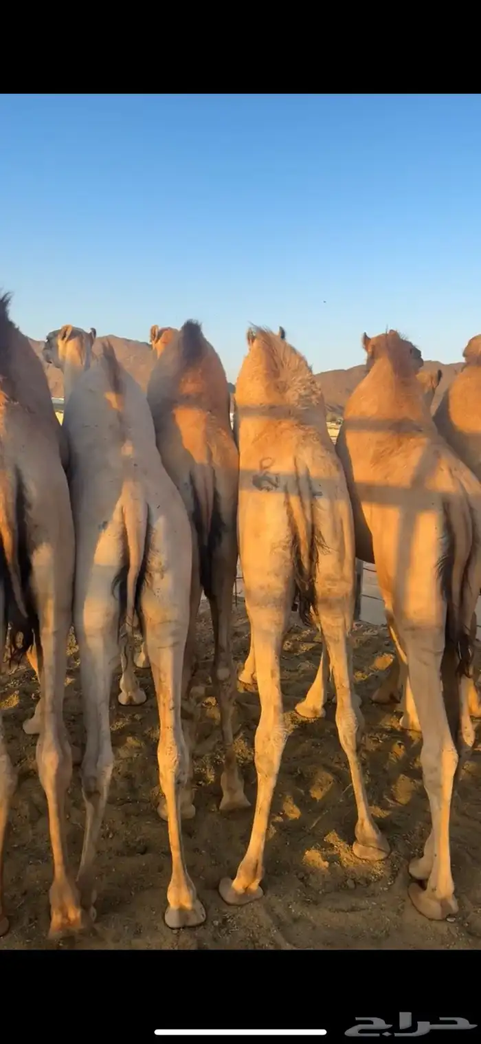 قعدان مفاريد مغلقه 2