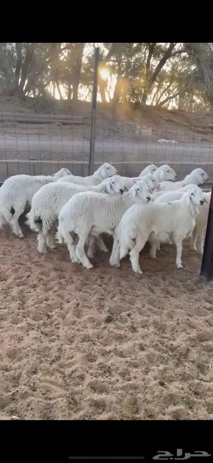 خرفان حري جبر جذعان 1