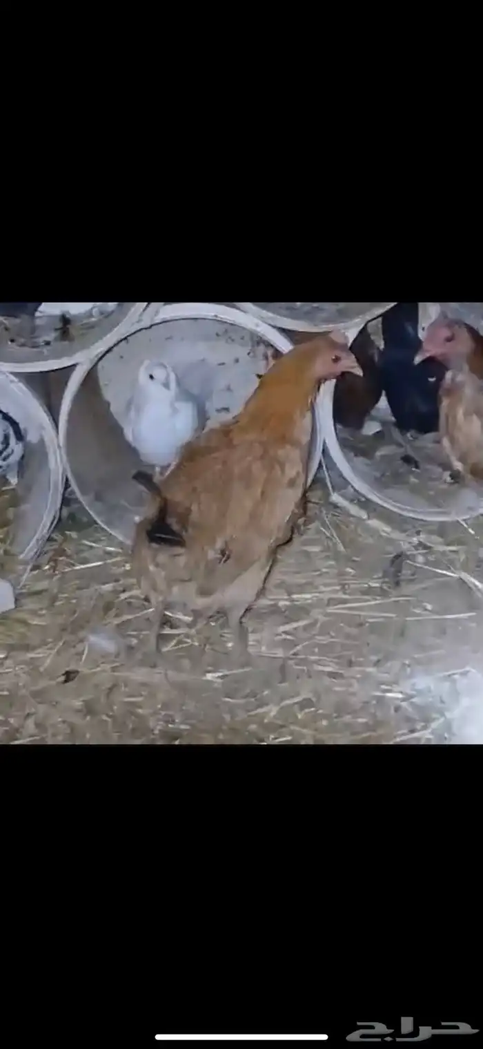 للبيع شبك ثلاثه في اثنين ارتفاع متر به زوجين ودجاجتين بلدي 7