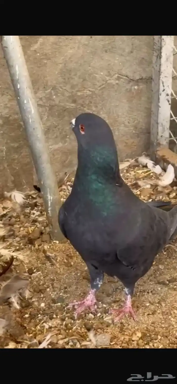 حمام صك أسود بإنتاجه 0