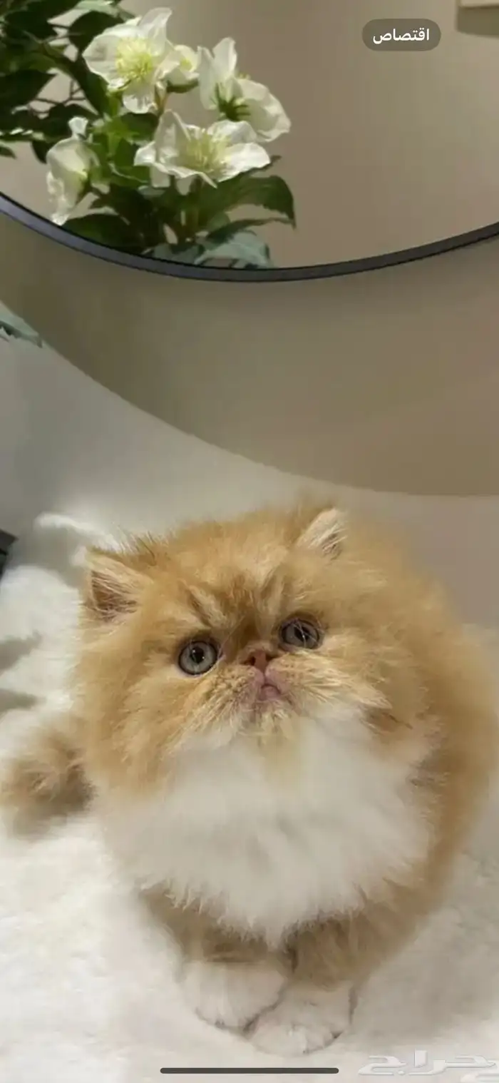 قطة بيكي فيس 4