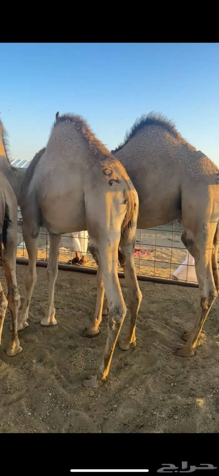 قعدان مفاريد مغلقه 5