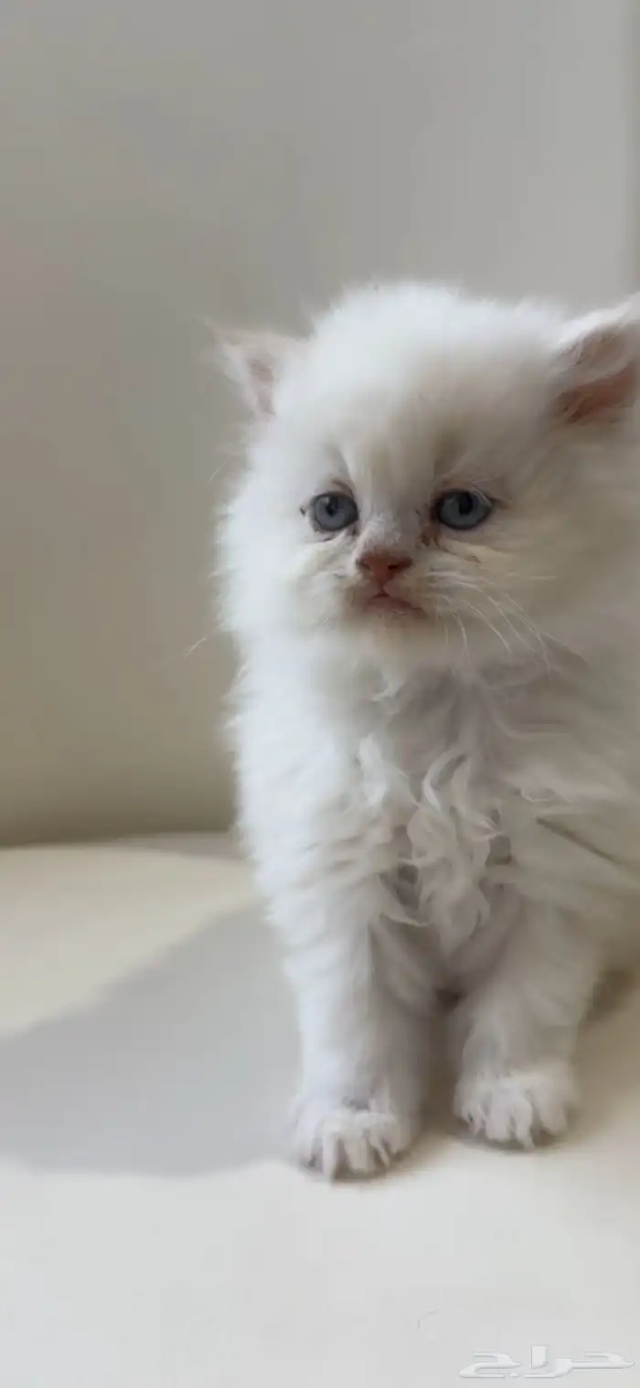 قطط قطه قط كيتن 0