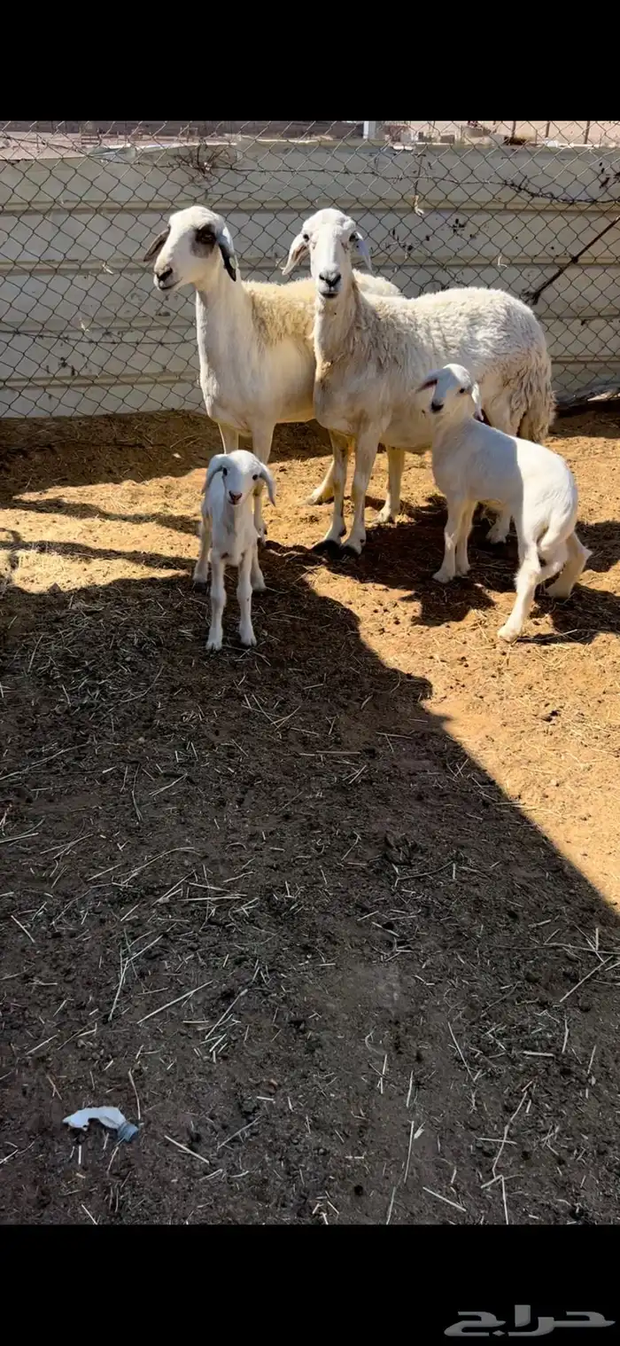 ضان متابيع جمع شبب وجروم طيبه وريم شرط(( تم البيع)) 0