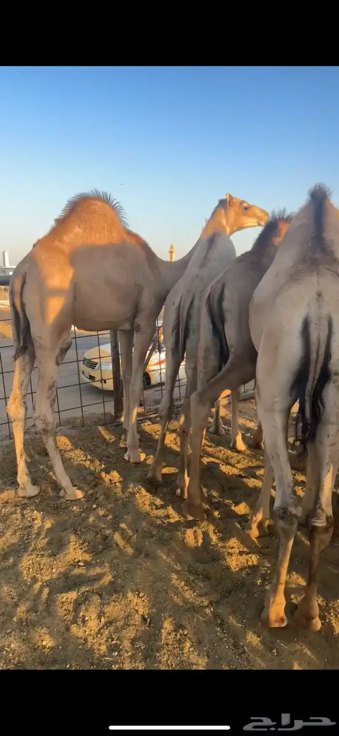 قعدان مفاريد مغلقه 3