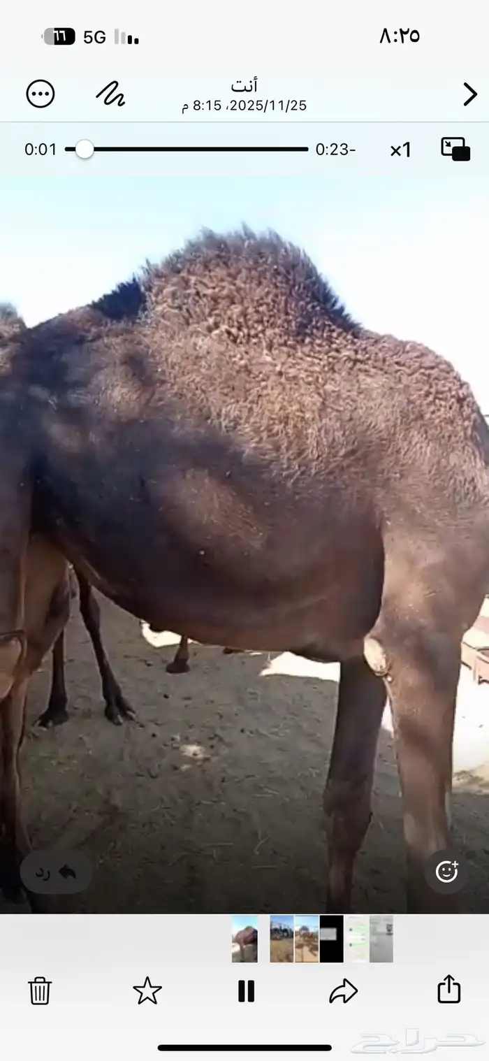 بكار نظاف للبيع 0