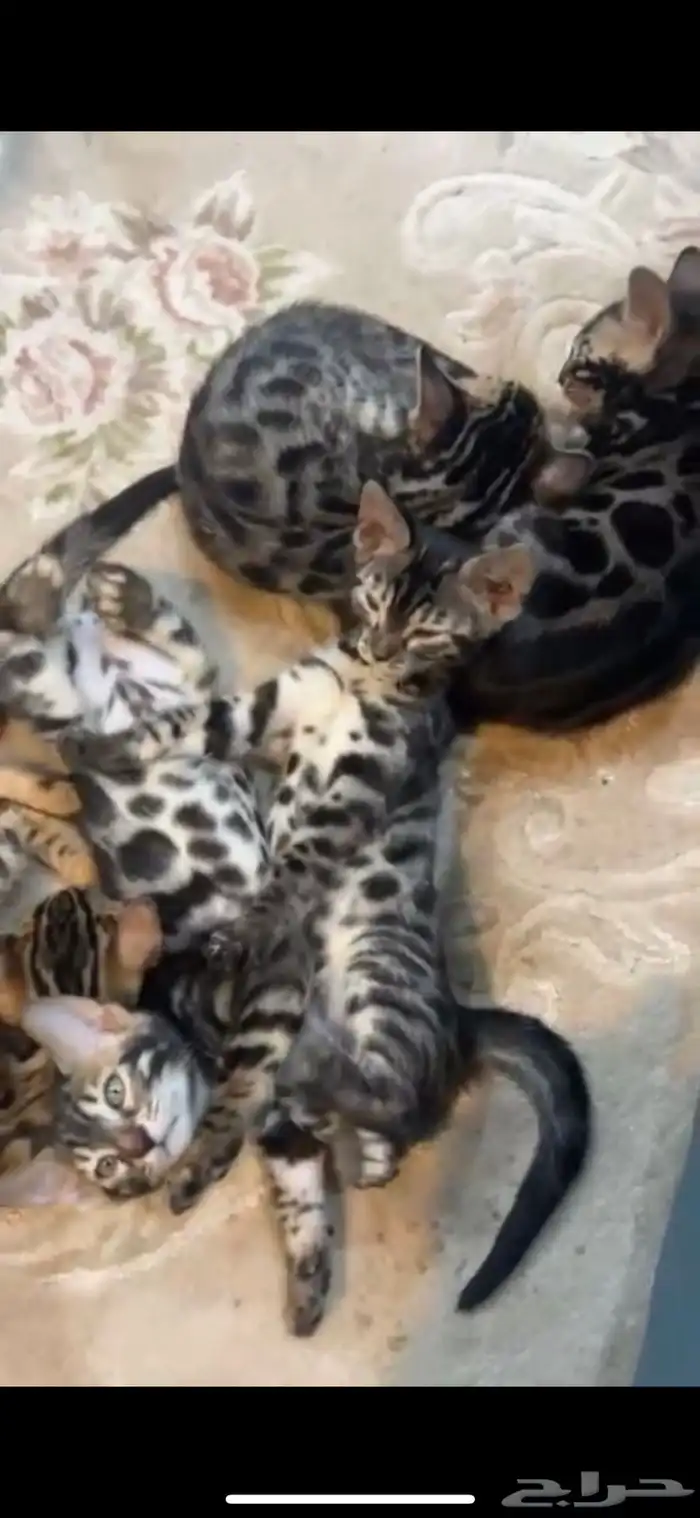 قطط بنغال اللون الاسود للبيع نوادر البنغال 4