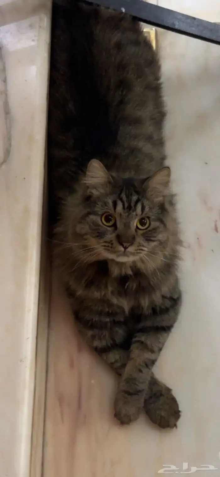قط مفقود 2
