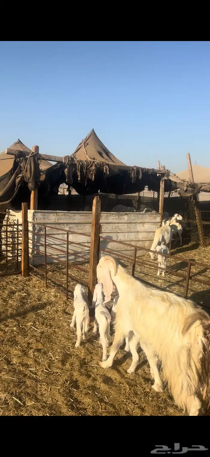 عنز مشروكه تحتها 3 تيوس 3