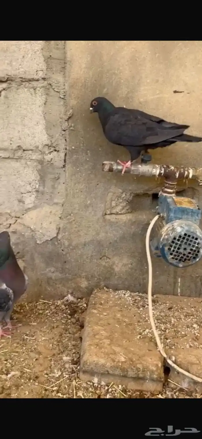 حمام صك أسود بإنتاجه 1