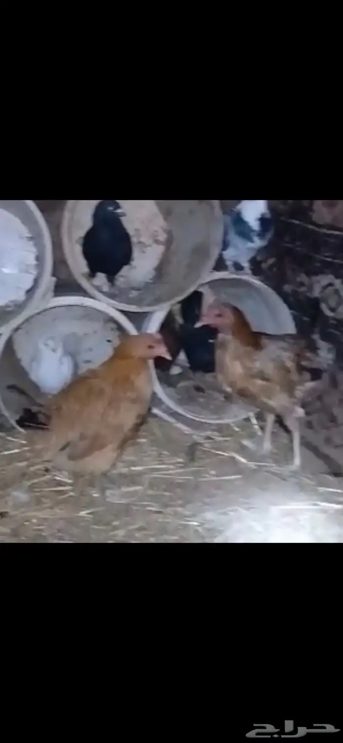 للبيع شبك ثلاثه في اثنين ارتفاع متر به زوجين ودجاجتين بلدي 8