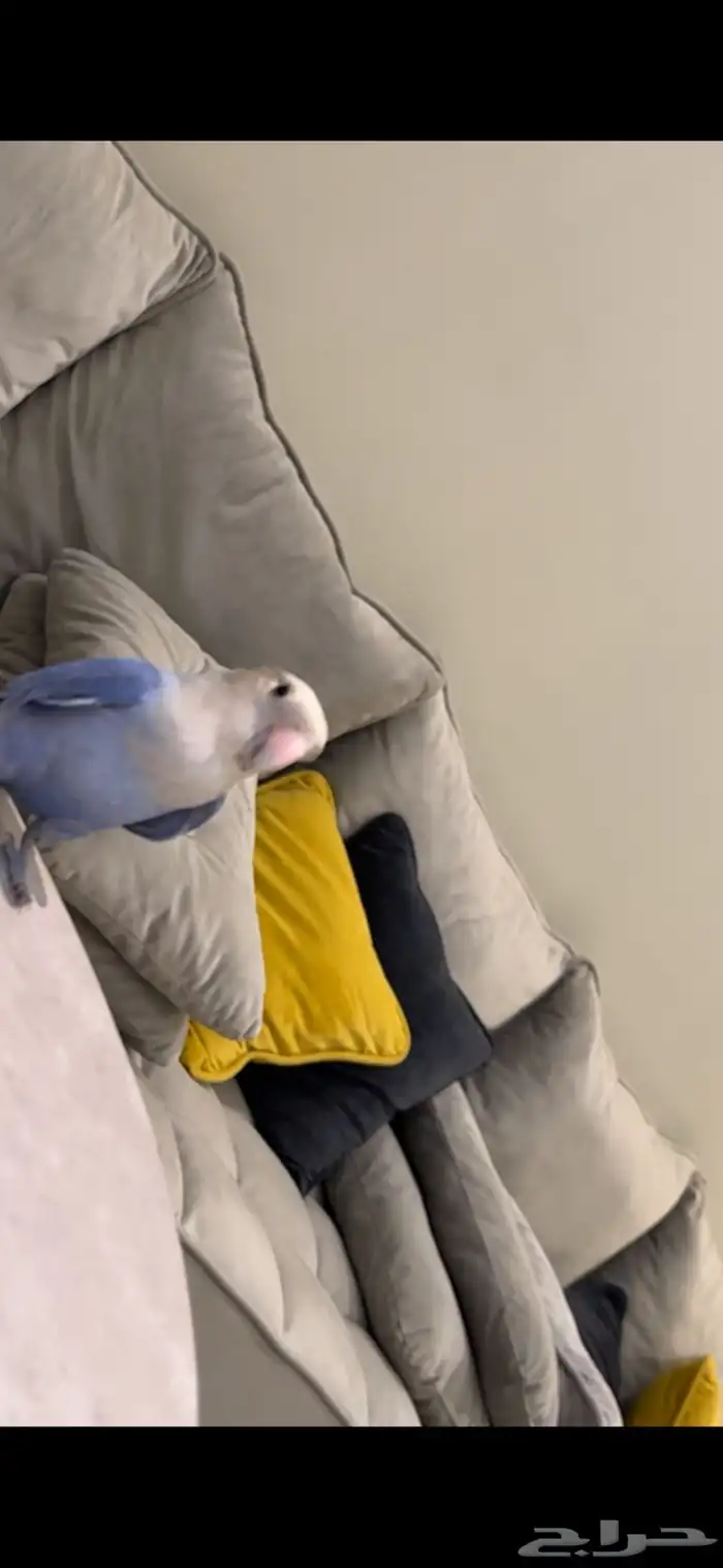 طير ببغا روز 0