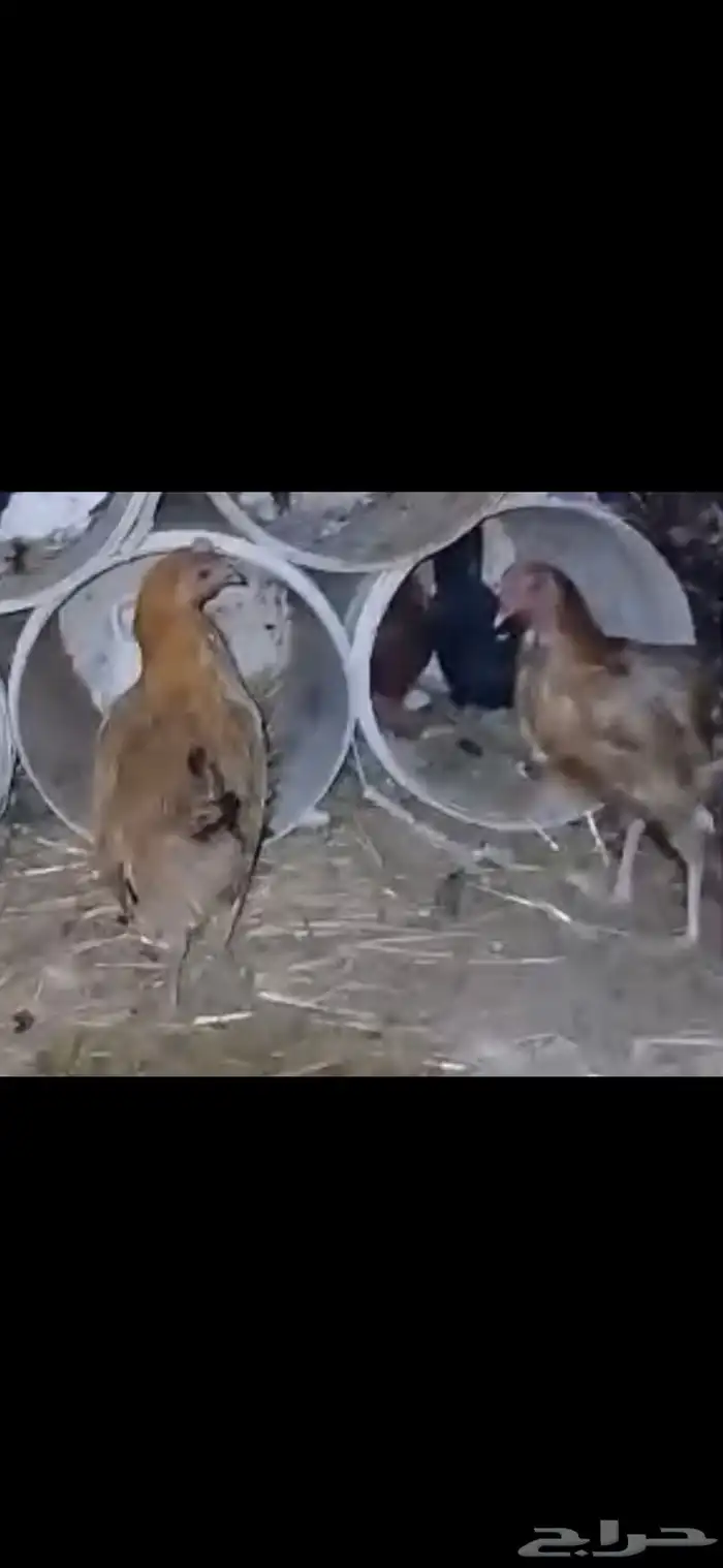 للبيع شبك ثلاثه في اثنين ارتفاع متر به زوجين ودجاجتين بلدي 6