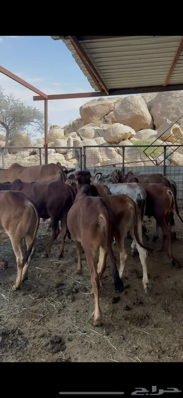 حسلان بلدي للبيع 0