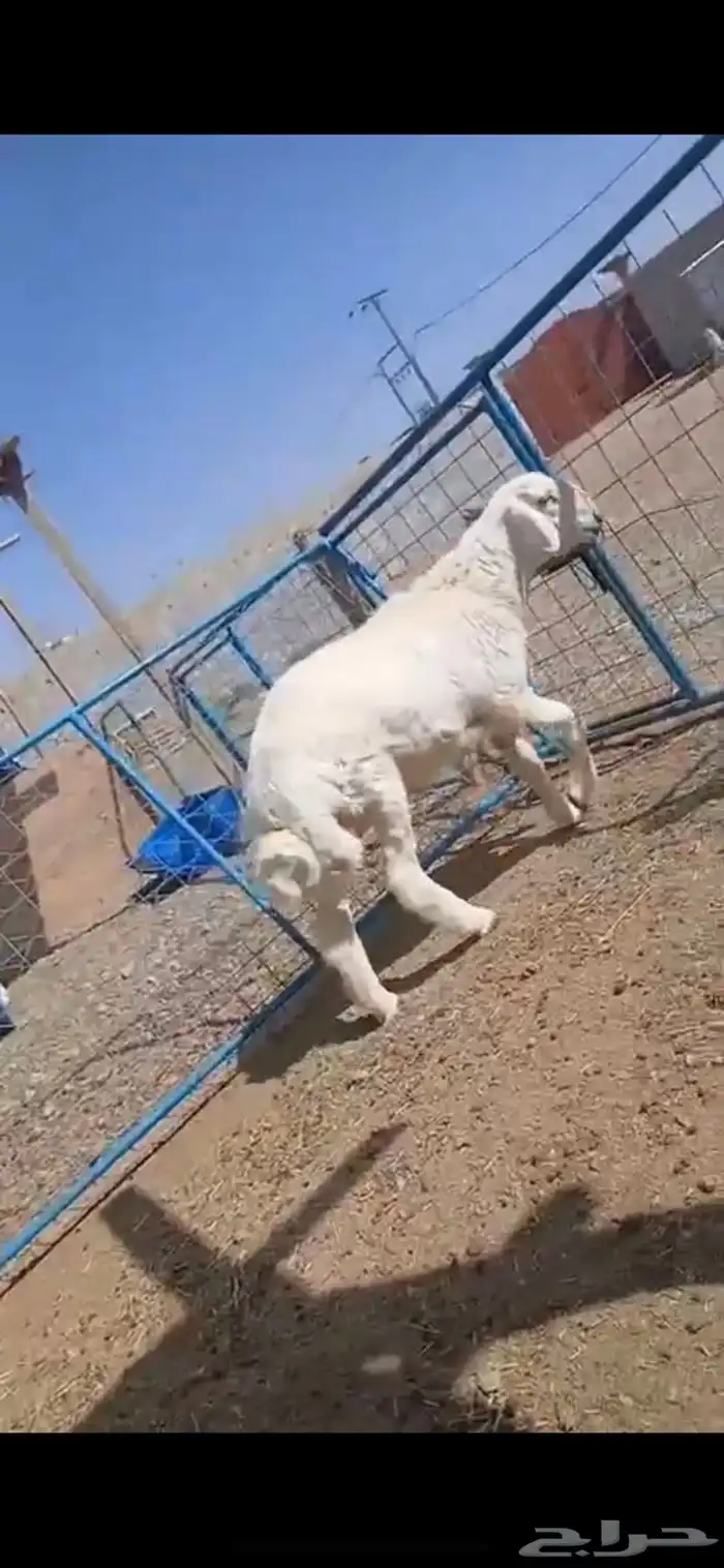 طلي جبر فل شحم 0