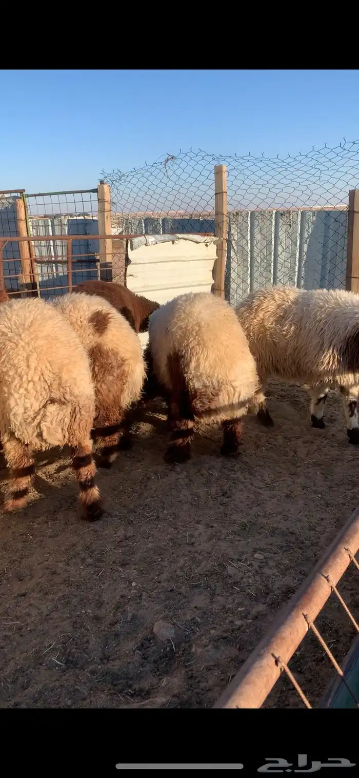 ذبايح للبيع 0