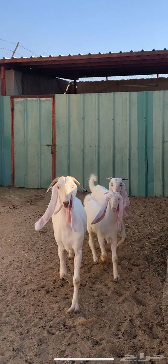 عنز متبع ودافع 0