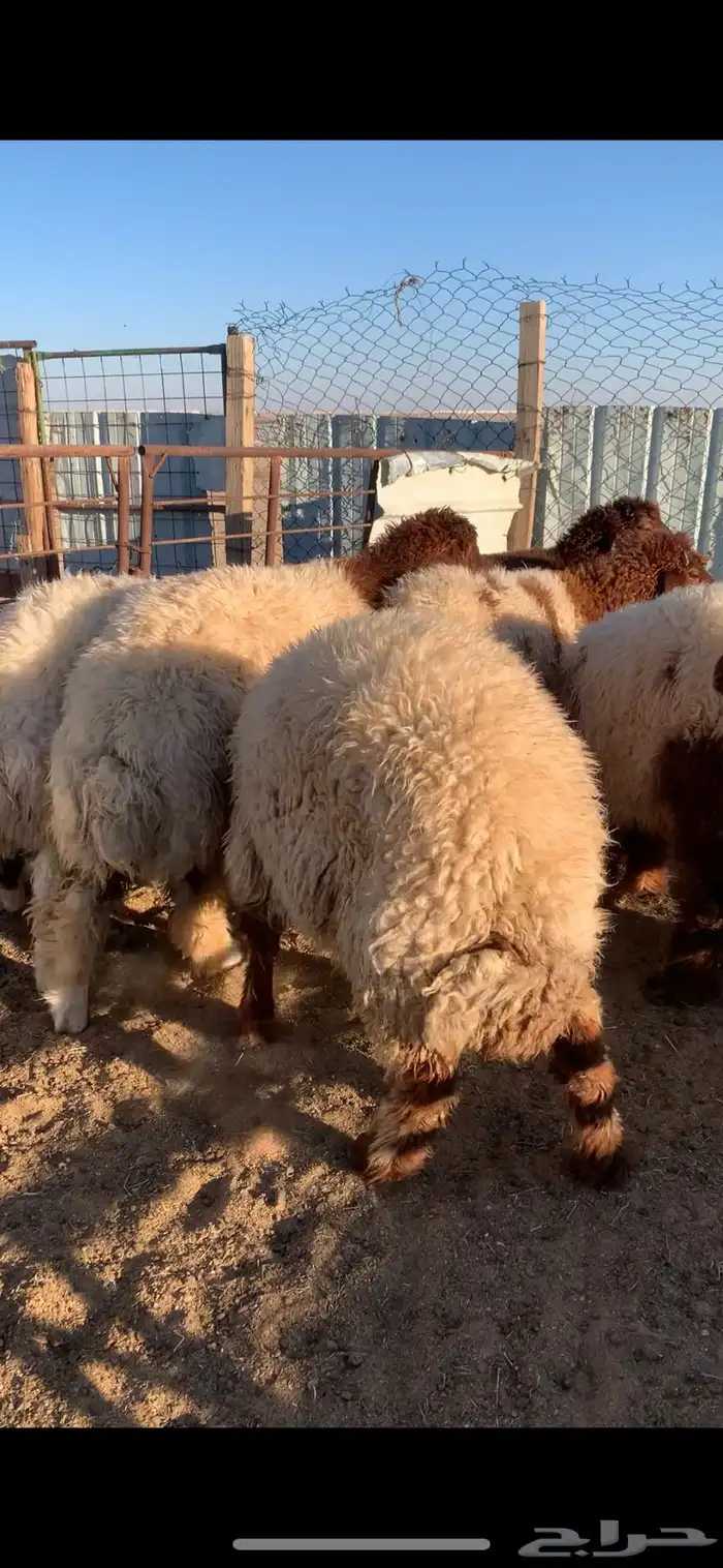 ذبايح للبيع 1