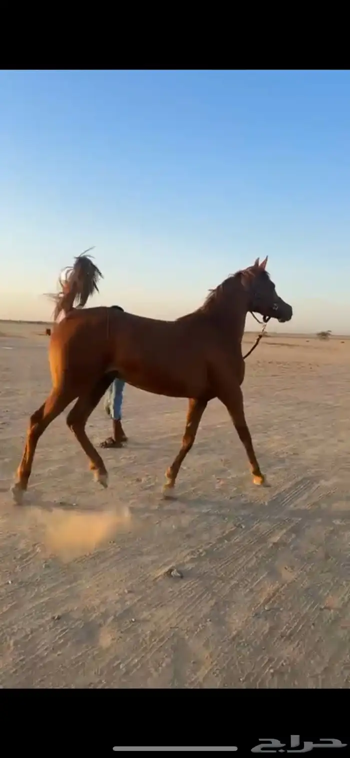 للبيع فرس لقاح ثقيل 1