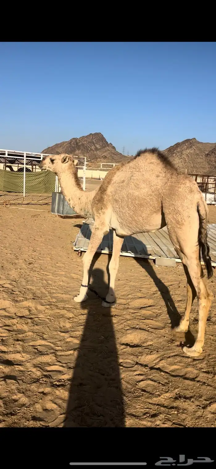 بكره جذعه شماليه مقنوي 2