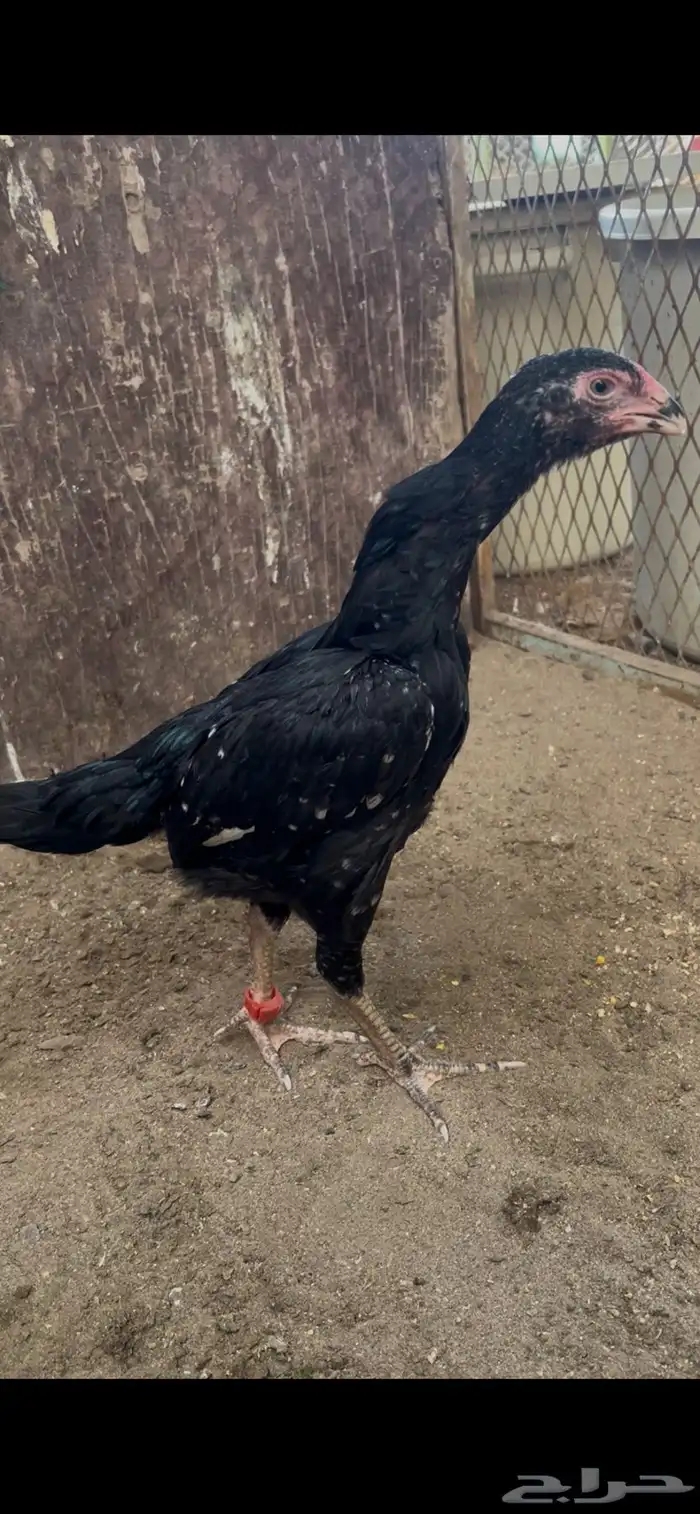 فروخ شامو الماني هزاز 2