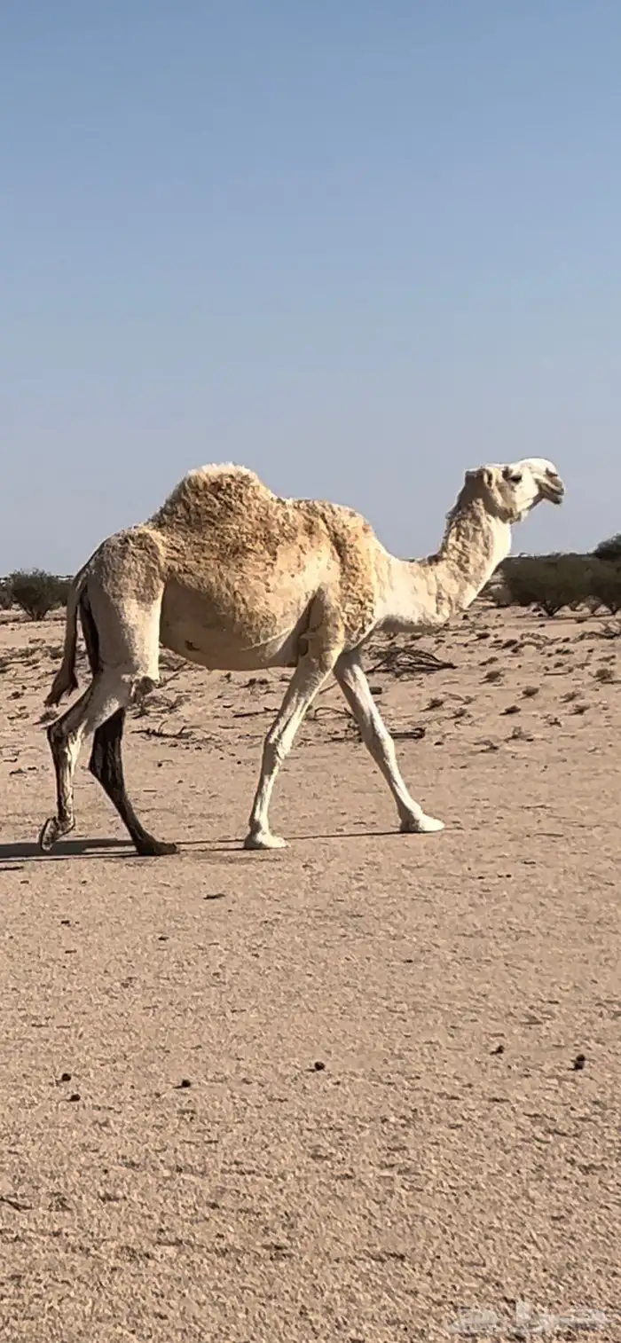 بكره لقحه كفو 0