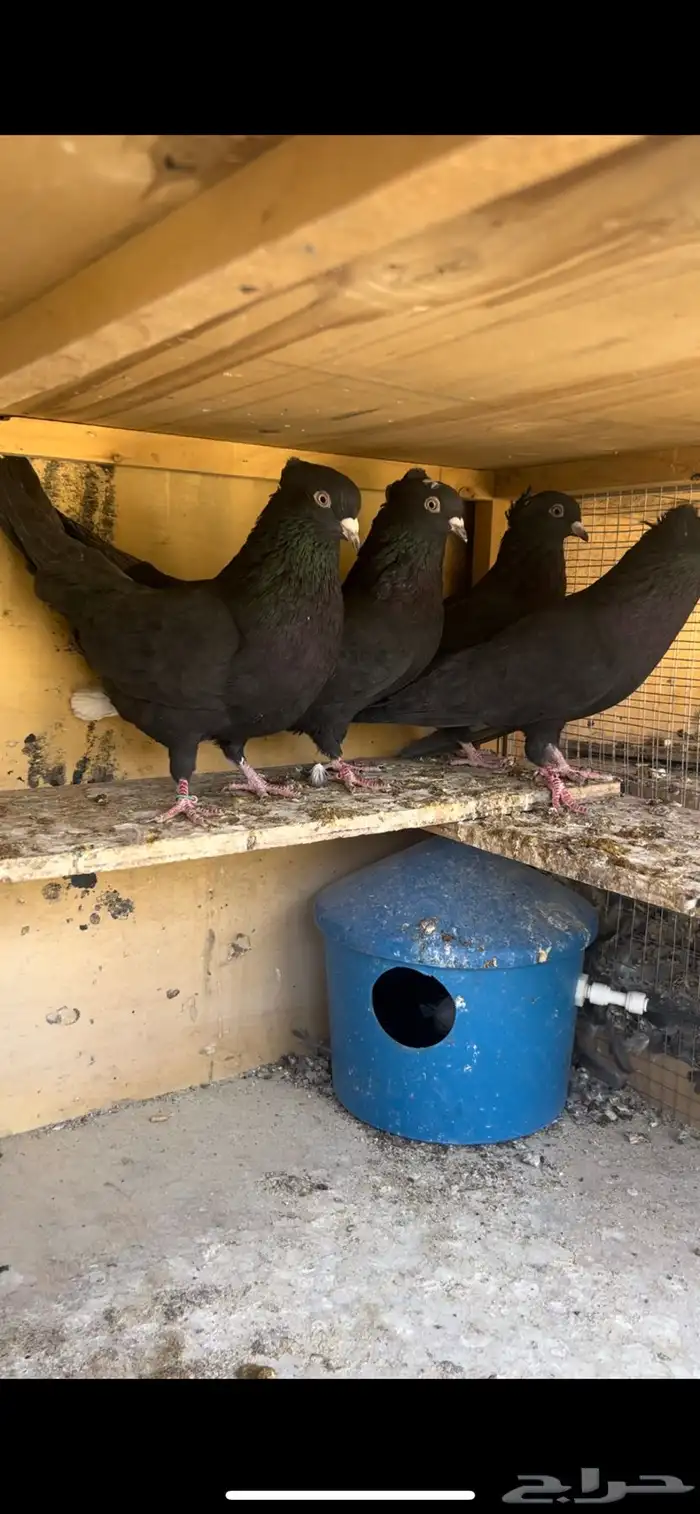 حمام قطيفي للبيع 1