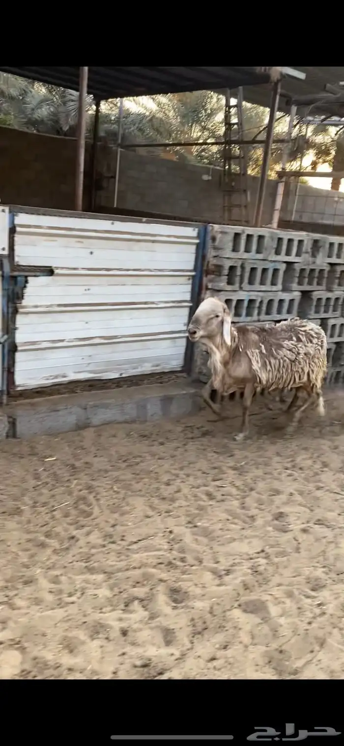 خروف فحل سواكن 0