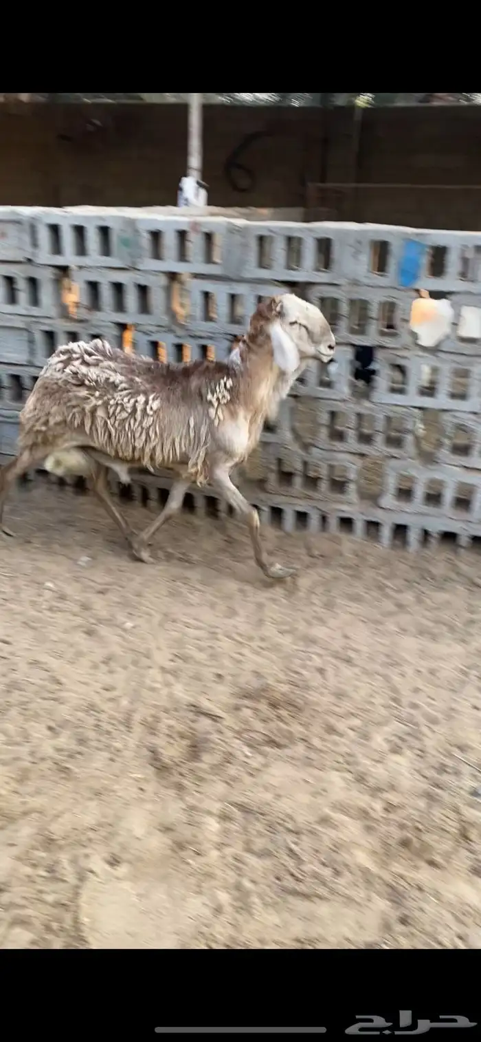 خروف فحل سواكن 1