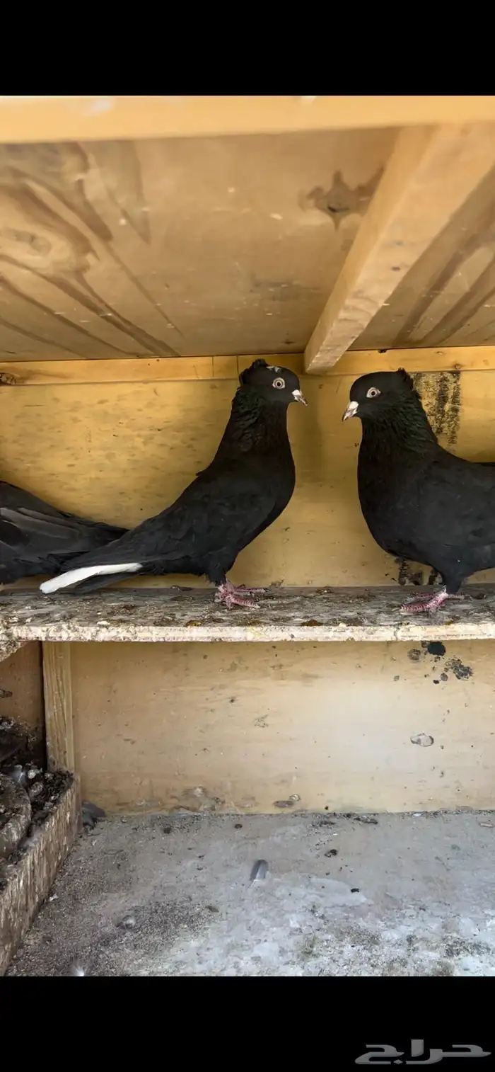 حمام قطيفي للبيع 0