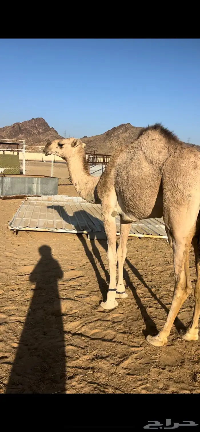 بكره جذعه شماليه مقنوي 1