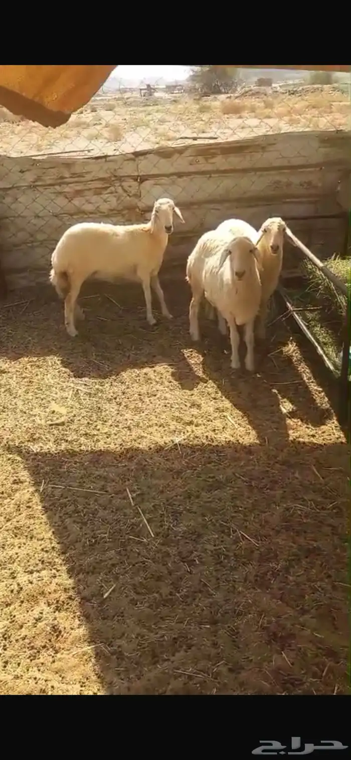 رخال ((تم البيع )) 4