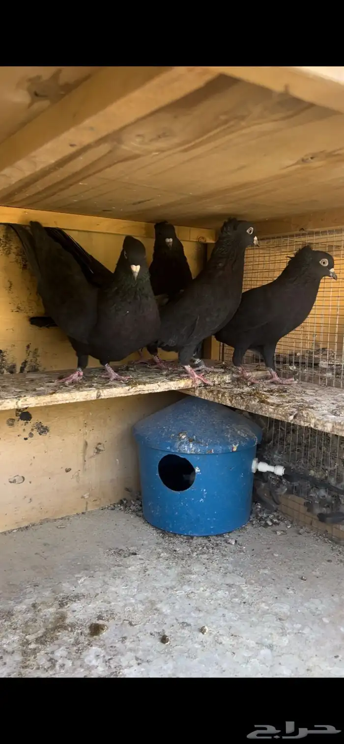 حمام قطيفي للبيع 3