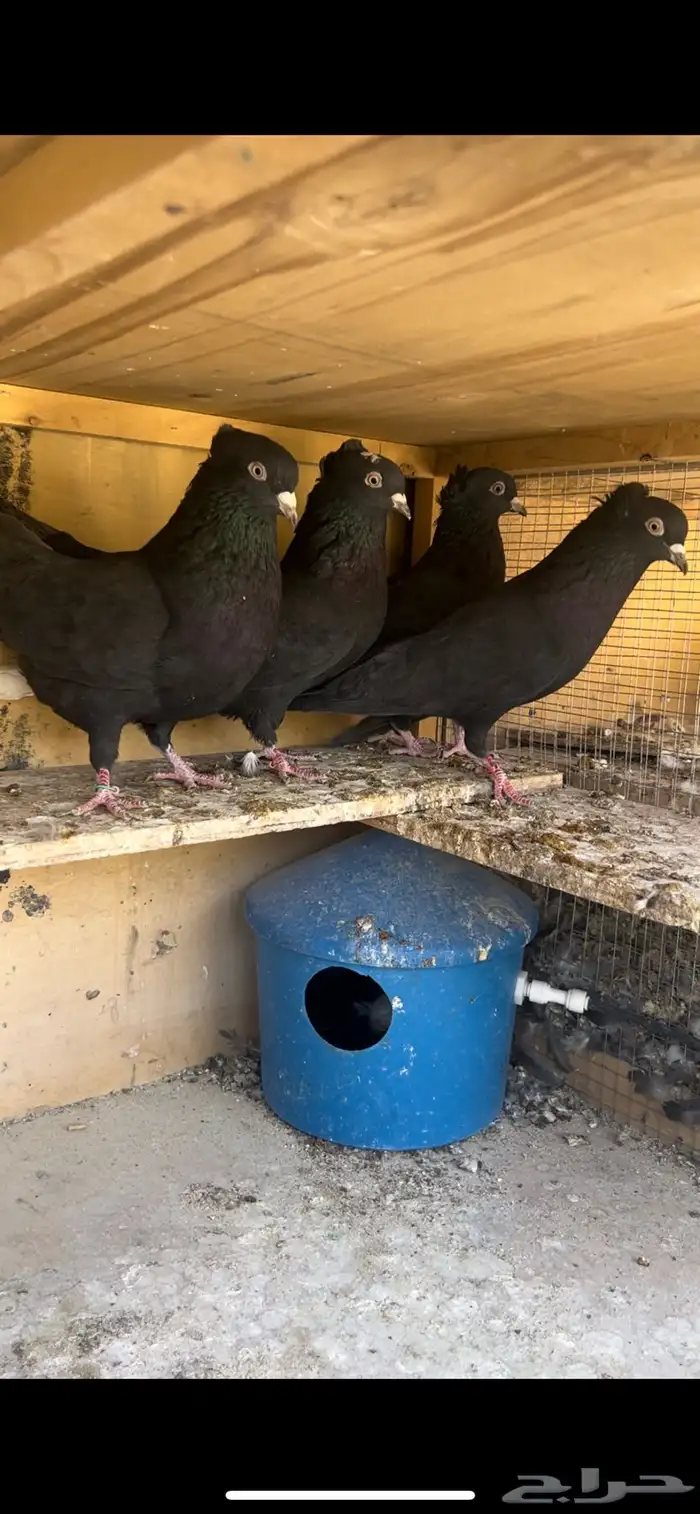 حمام قطيفي للبيع 4