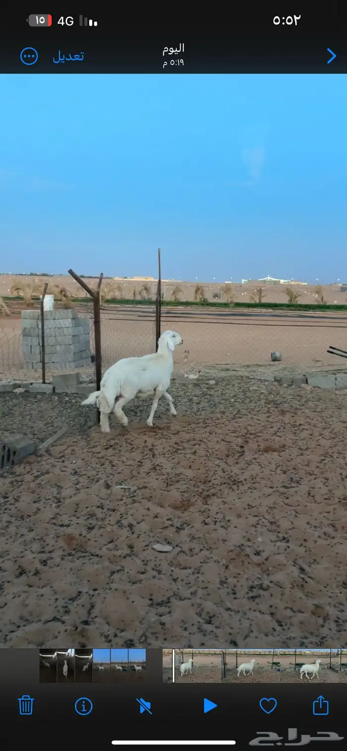 فحل حري فاخر 0