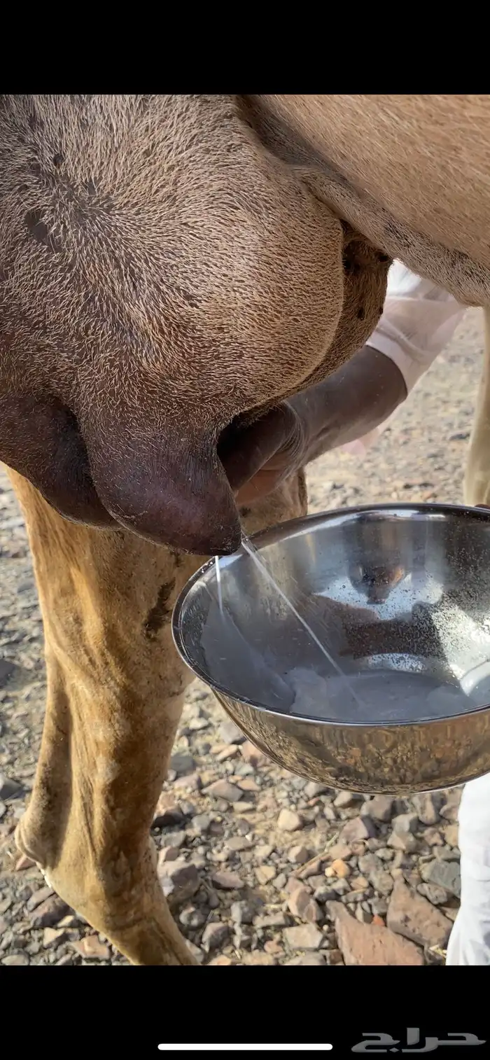 خلفه حمرا ساحليه مجموع ب 8800 يبلاش 8