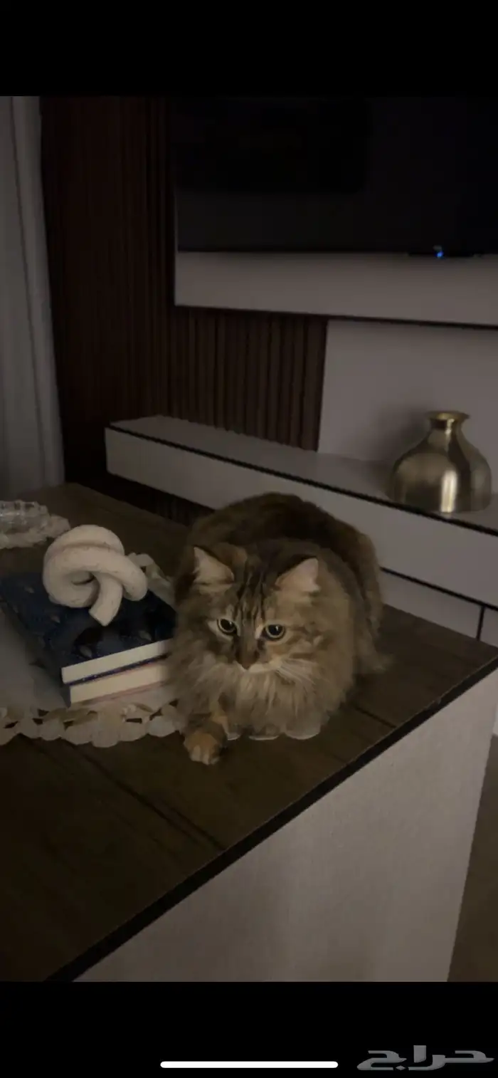 قطة مفقوده بالجبيل جلموده اللي يلقاها يتواصل 1