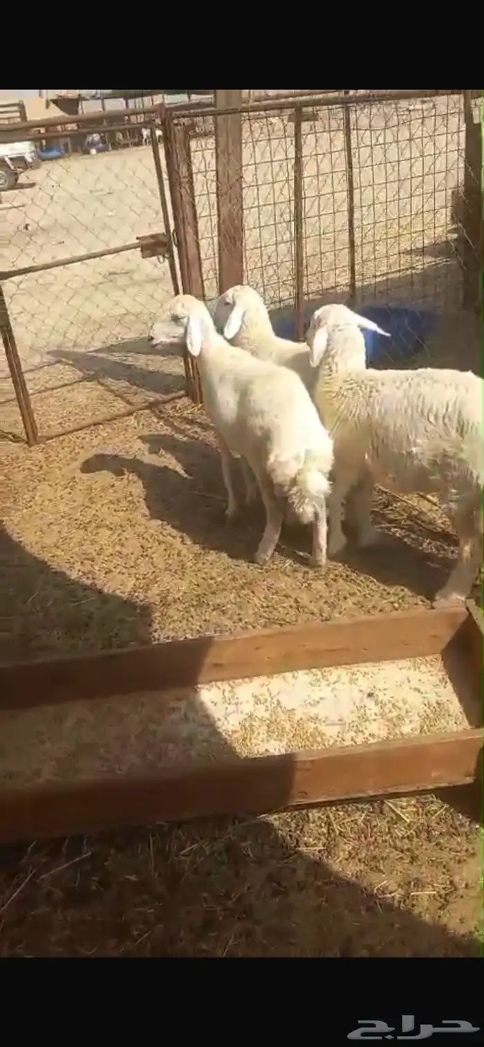 رخال ((تم البيع )) 2