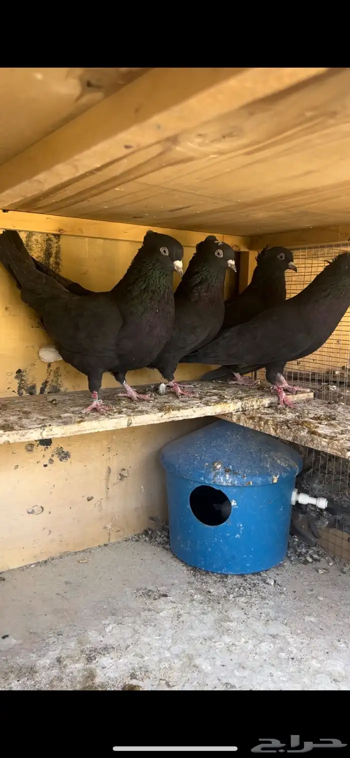 حمام قطيفي للبيع 6