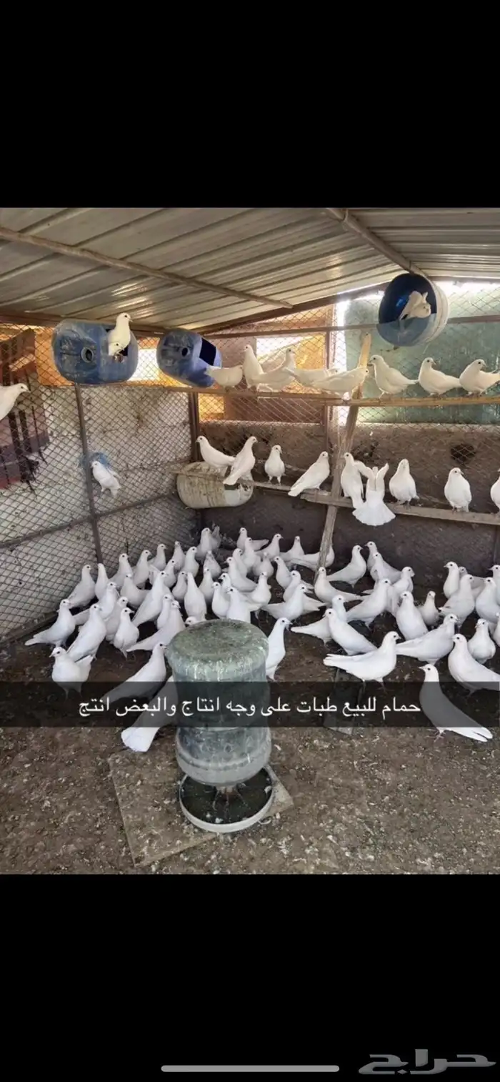 حمام فرنسي 1