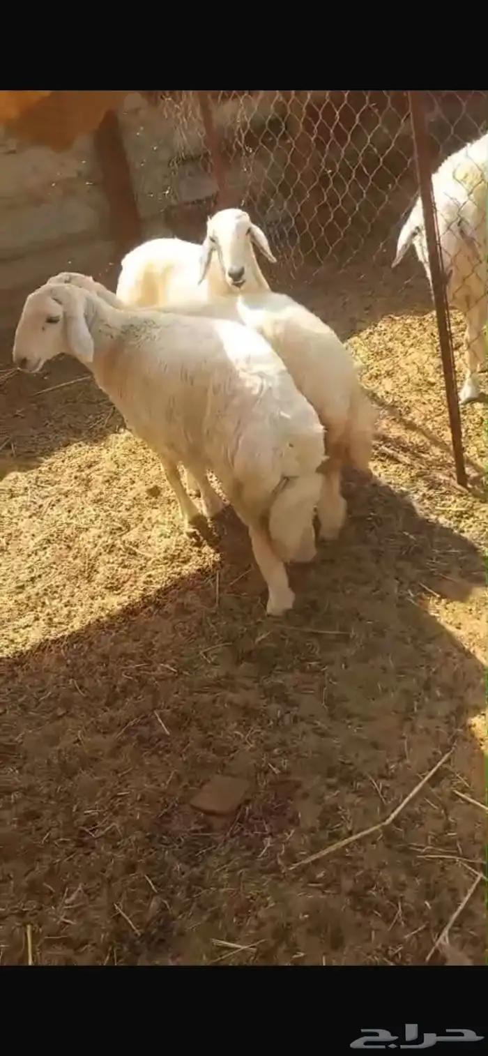 رخال ((تم البيع )) 0